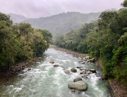 El Pantanoso Reserve in the spectacular Yungas Forests