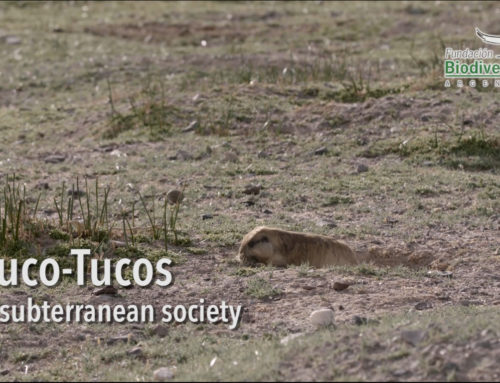 Tuco-Tucos, a subterranean society