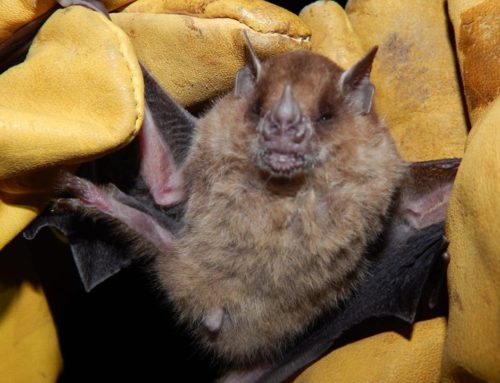 El Pantanoso se destaca por su alta diversidad de murciélagos