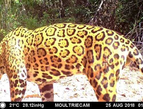 29 de Noviembre Día Internacional del Jaguar
