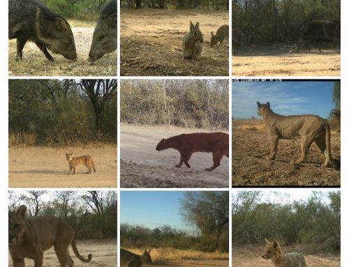 Relevamiento de mamíferos en el Chaco Cordobés